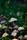 mushrooms