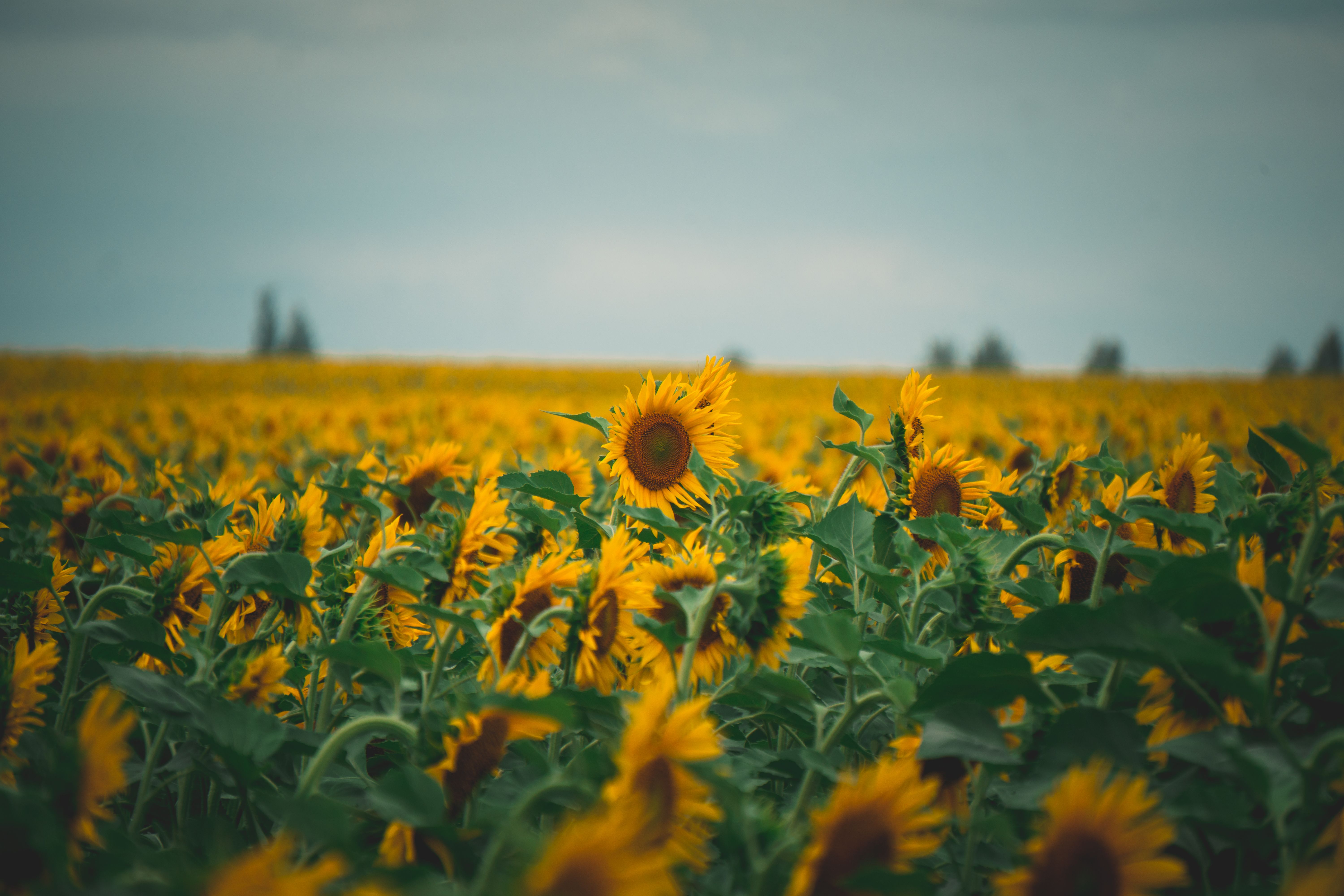 Sunflower Intercropping: Boost Income Between Harvests