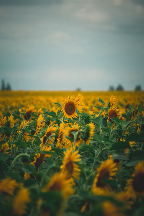 Sunflower Field 