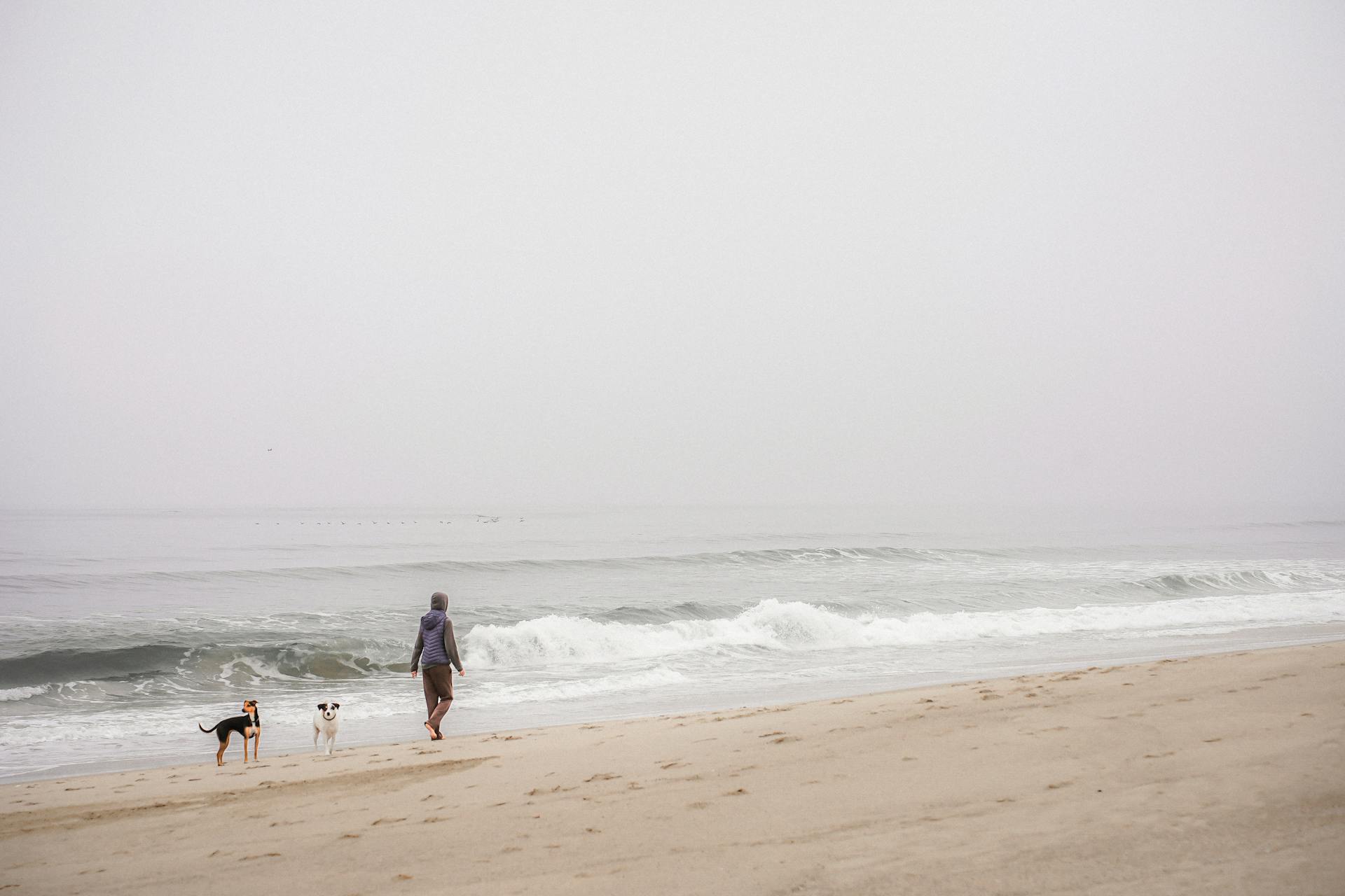 Person with Dogs Walking on Beach