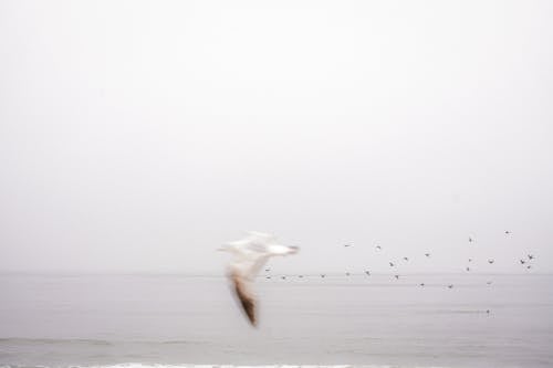 Birds Flying over Ocean Shore in California, USA