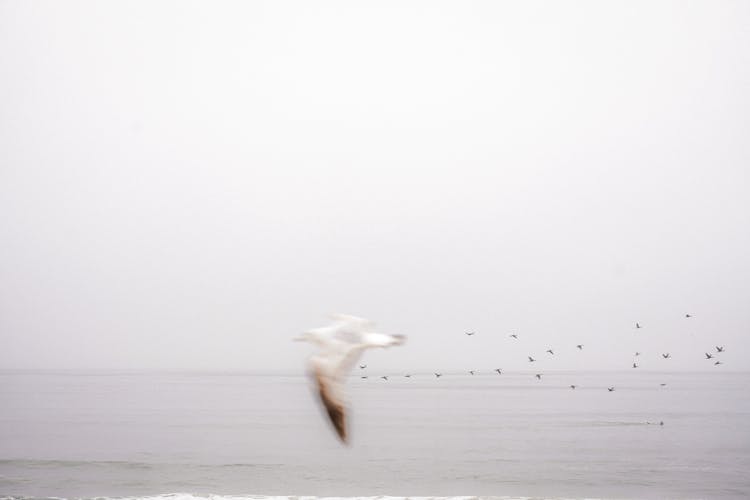 Birds Flying Over Ocean Shore In California, USA