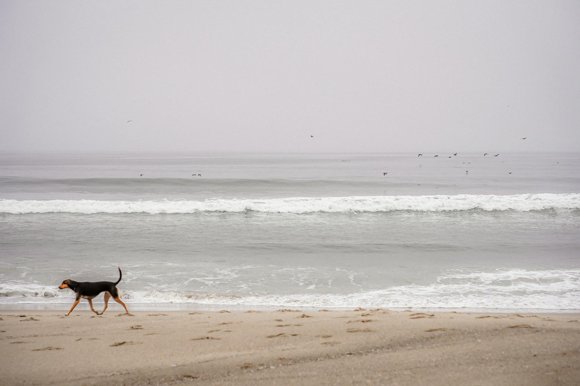 Dog Walking Along Ocean Shore in California, USA