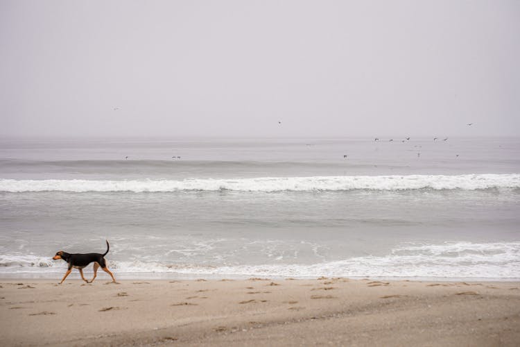 Dog Walking Along Ocean Shore In California, USA