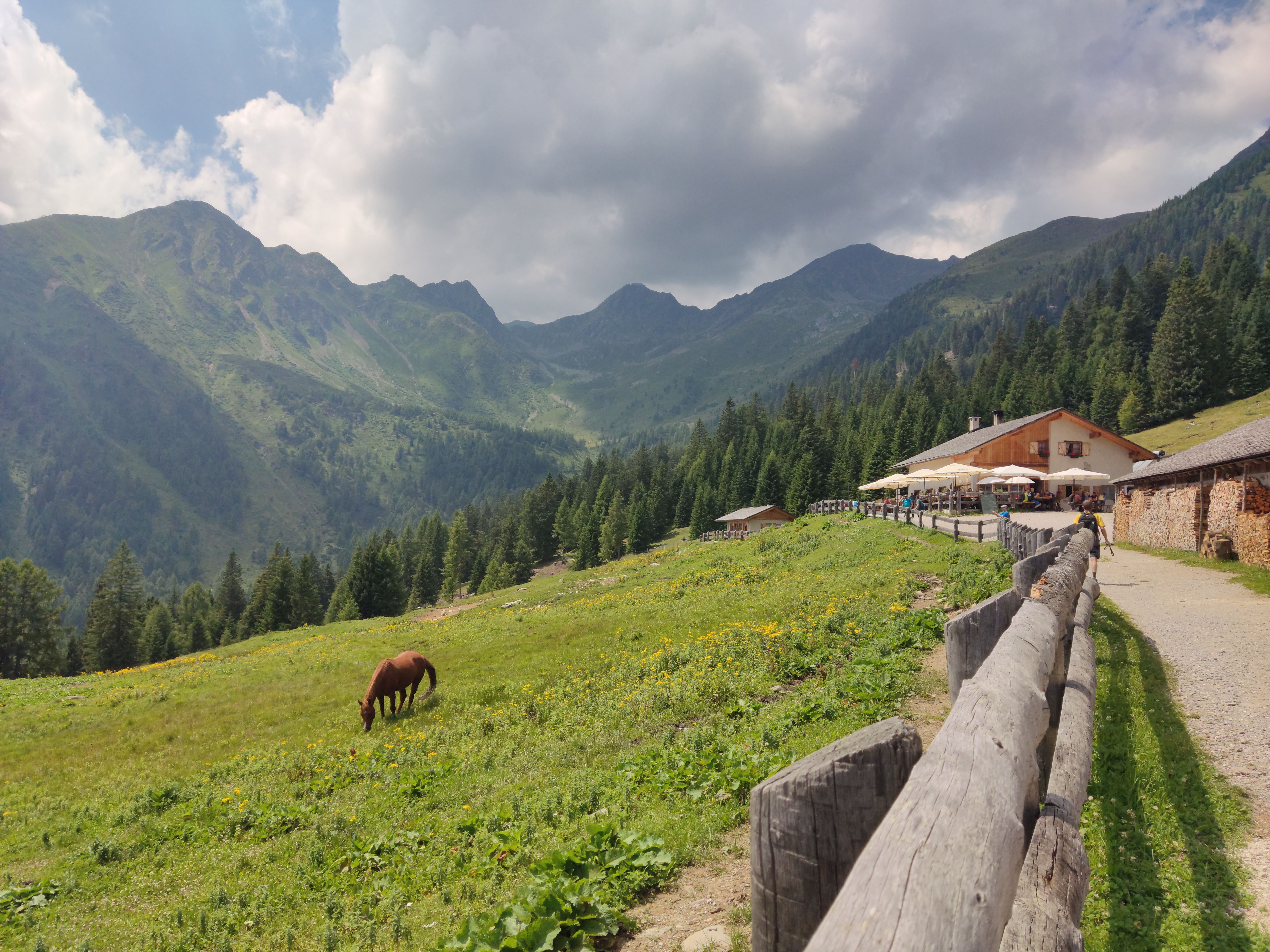 Horse Grazing Grass on a Mountain Slope Pasture · Free Stock Photo
