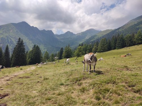 Free Cows grazing on a lush meadow with picturesque Alpine mountains in Trentino-Alto Adige. Stock Photo