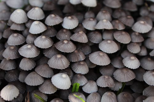 Gratis stockfoto met champignons, detailopname, eten