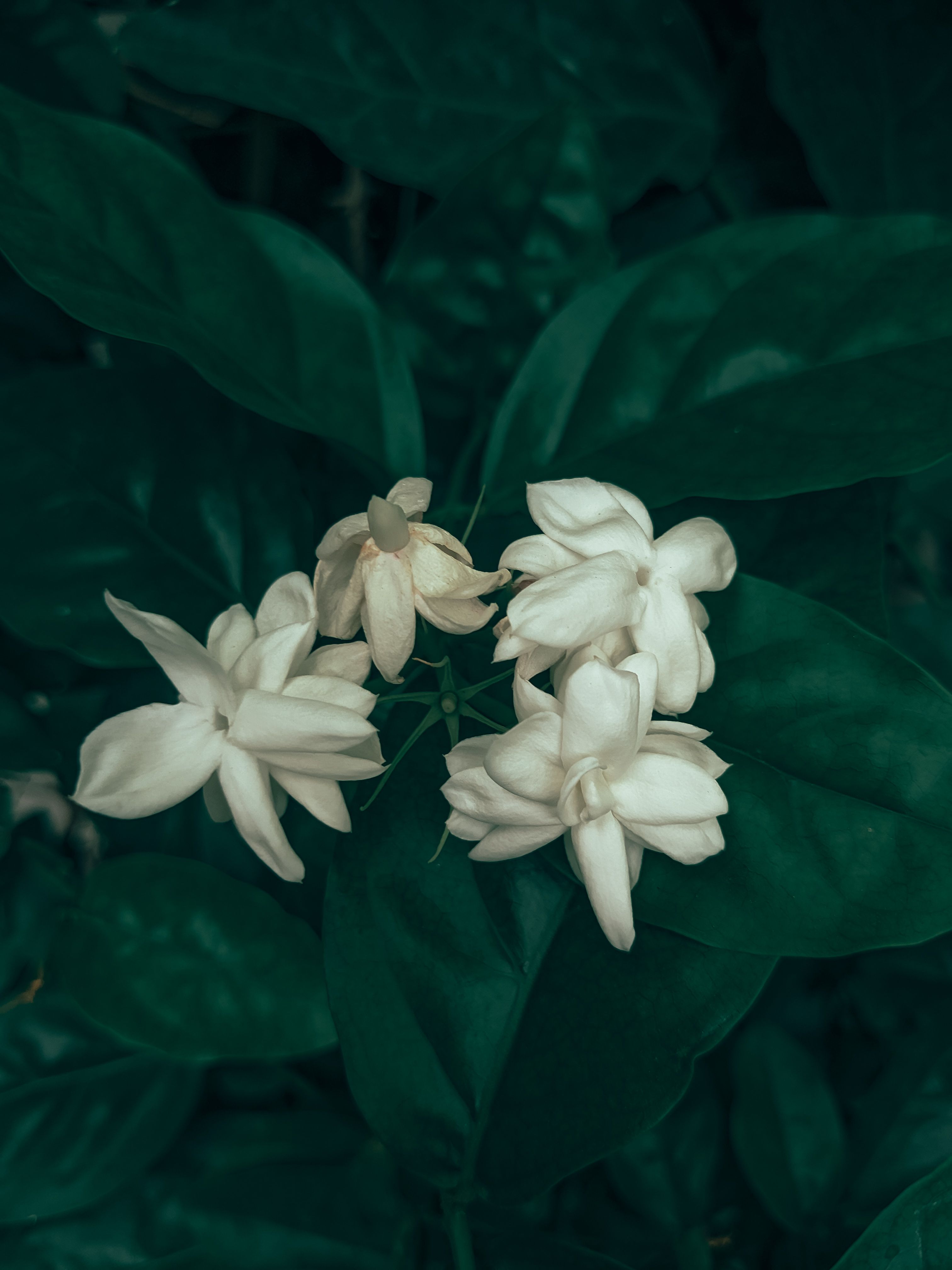 Close-up of Arabian jasmine flowers with lush green leaves in Kot Addu, capturing natural beauty.
