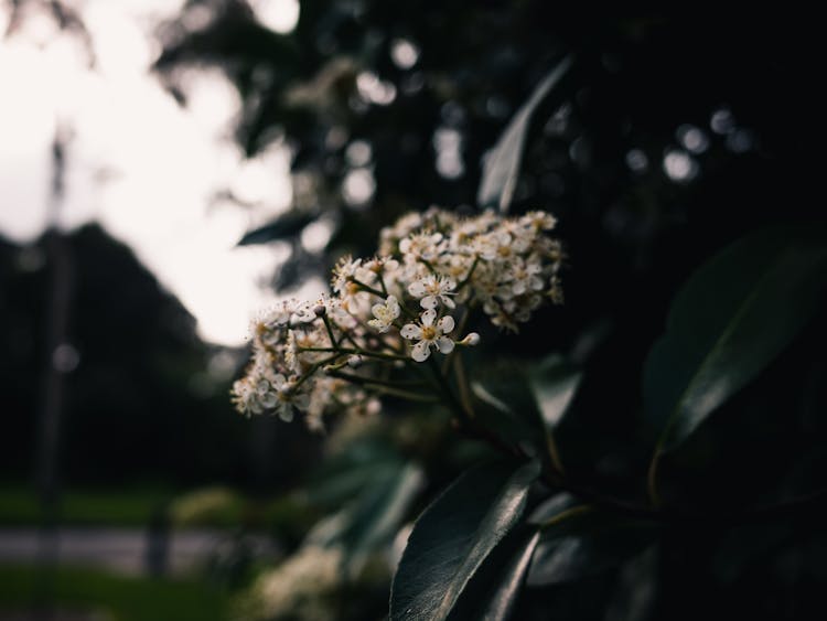 Cluster Of Small White Flowers On A Shrub Twig