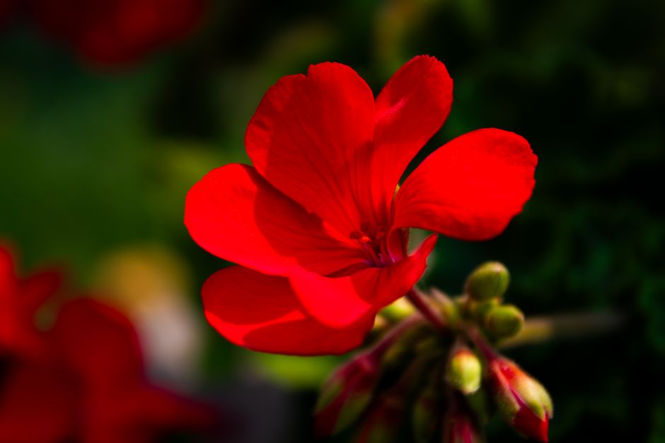 A striking close-up of a red geranium flower revealing delicate petals in bright sunlight.