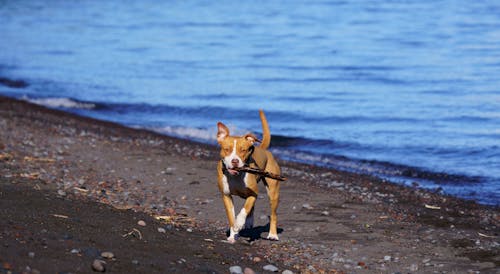 개, 동물 사진, 바다의 무료 스톡 사진