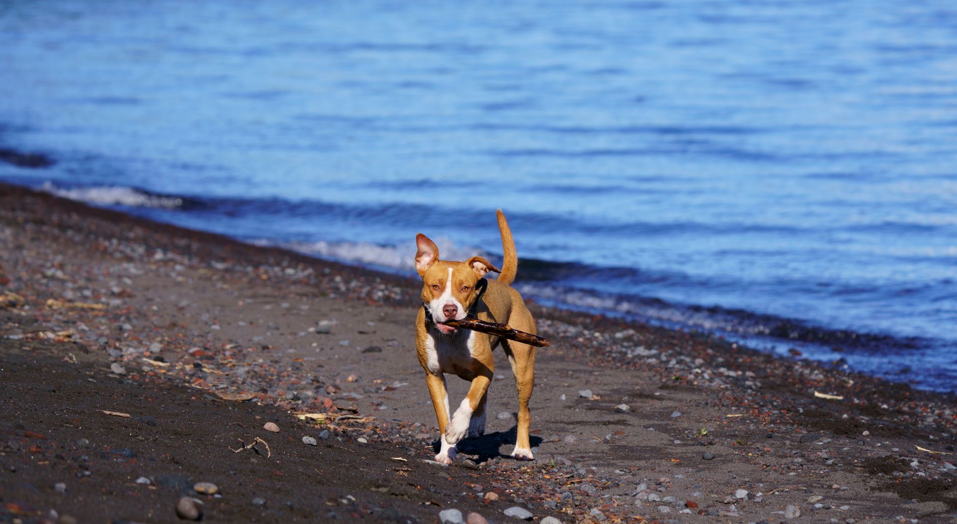 Un perro disfruta de un día soleado en la playa, felizmente buscando un palo en la orilla.