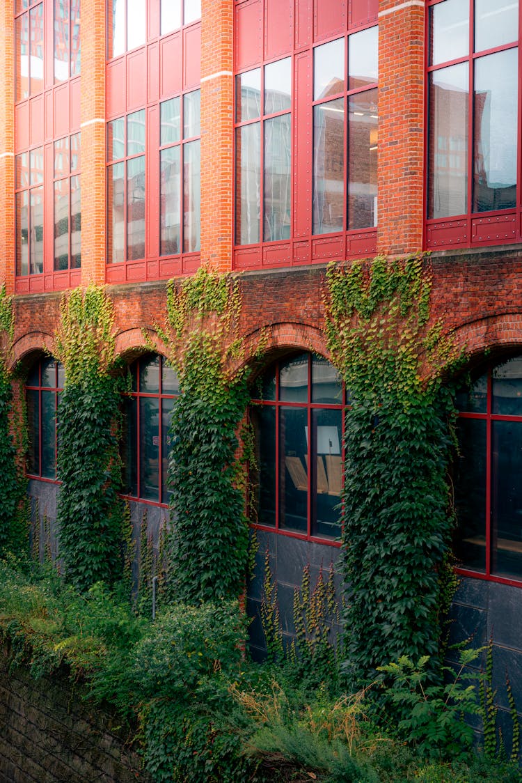 Green Ivy Vine Climbing On A Red Brick Building