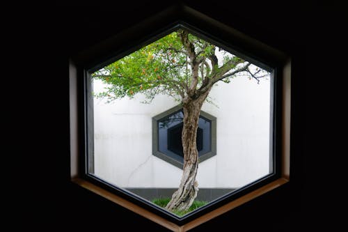 Immagine gratuita di albero, camera, edificio