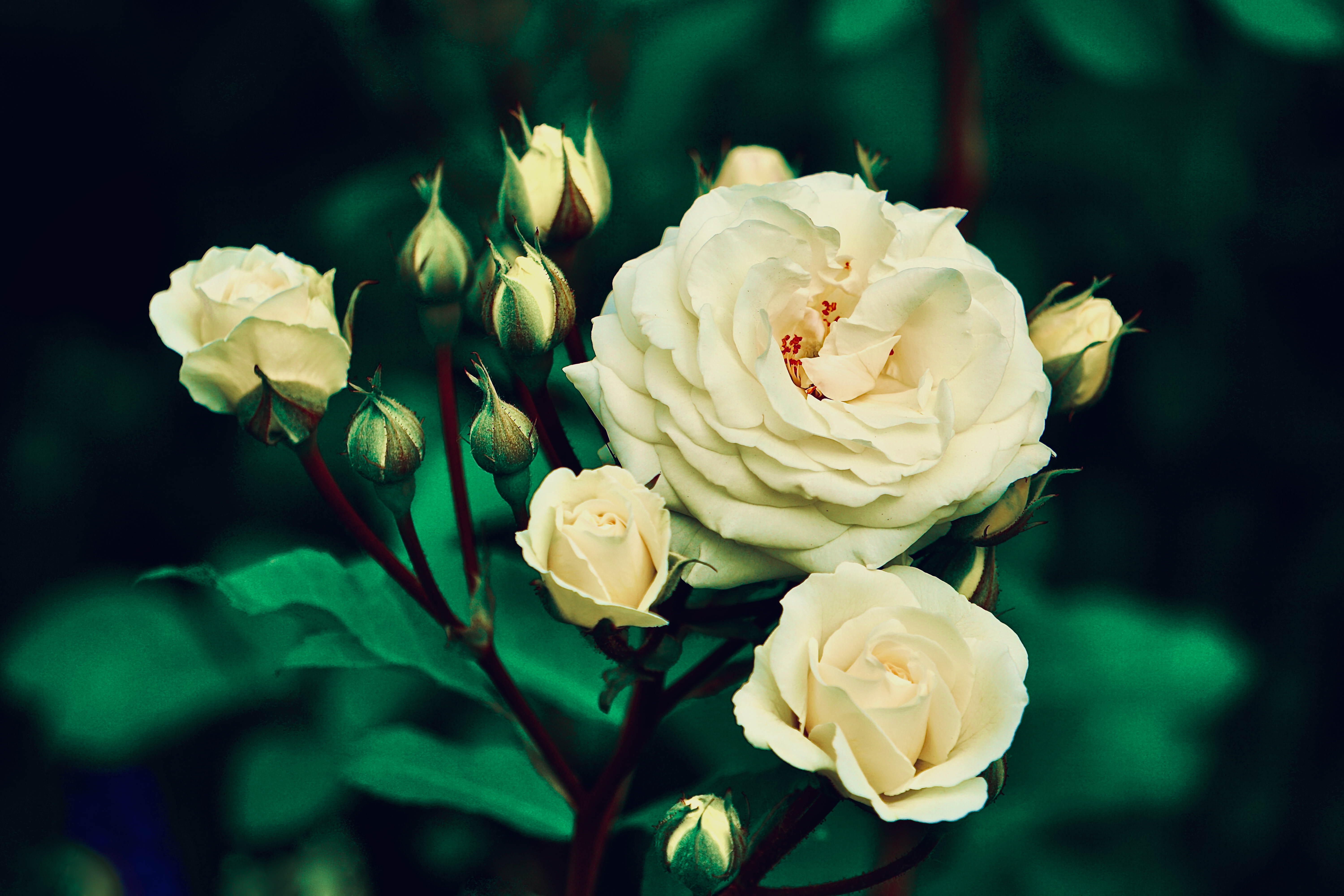 Close up of Roses · Free Stock Photo