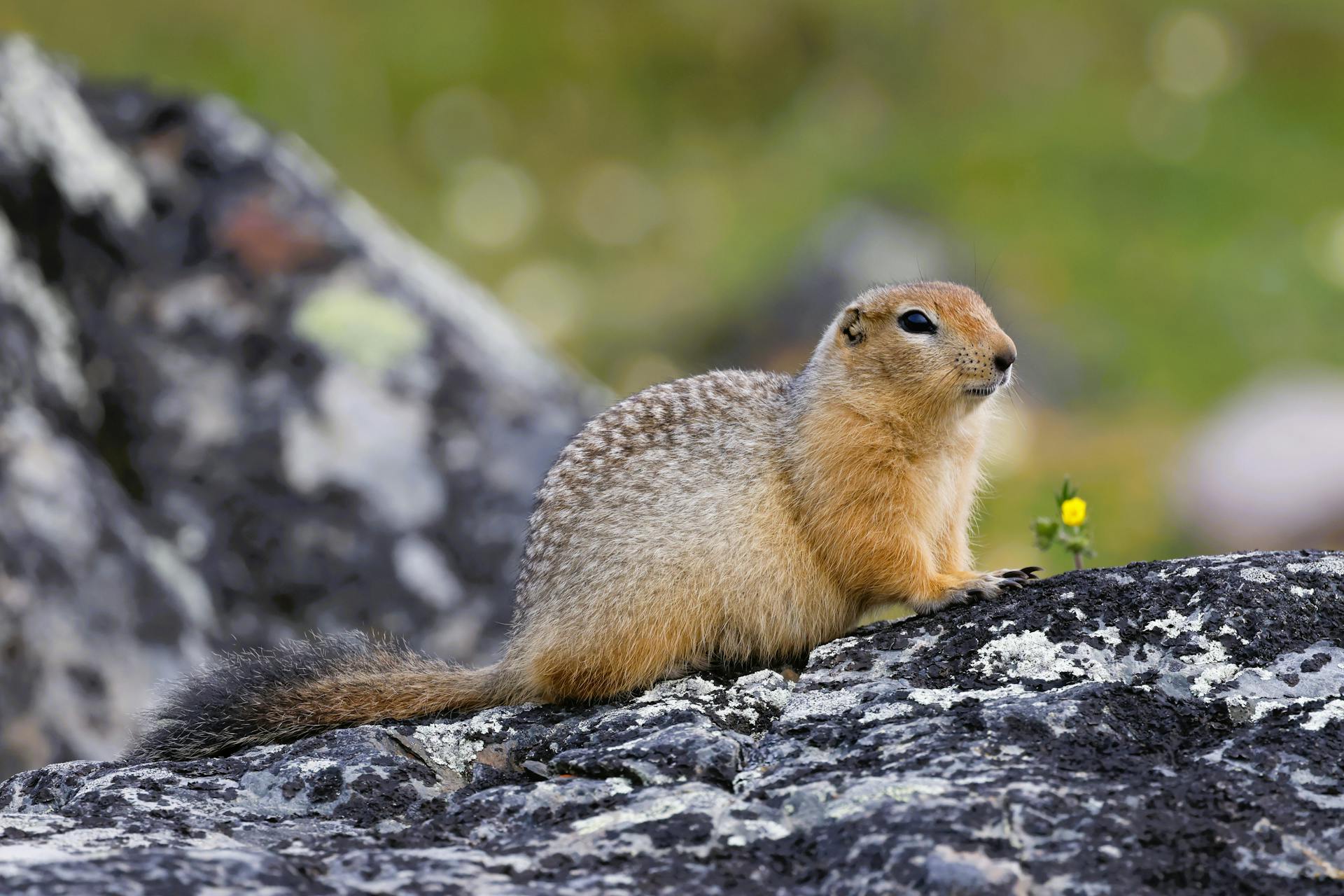 An Arctic Ground Squirrel on a Rock