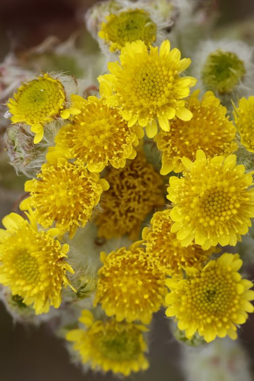 Free Close-up of bright yellow chrysanthemums showcasing delicate and vivid petals. Stock Photo