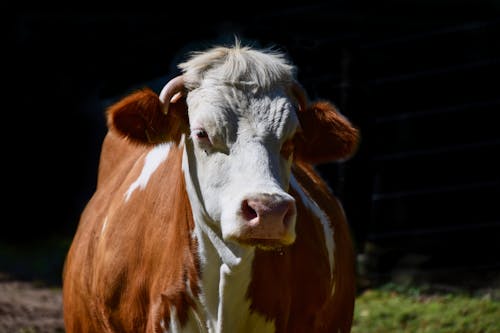 Gratis stockfoto met boerderij, dierenfotografie, koe