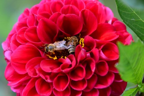 Free A detailed close-up of bees pollinating a vivid red dahlia flower in natural light. Stock Photo