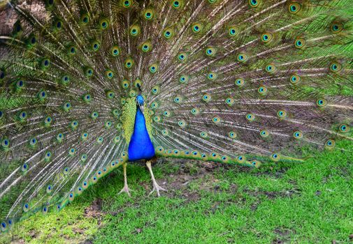 peacock photo