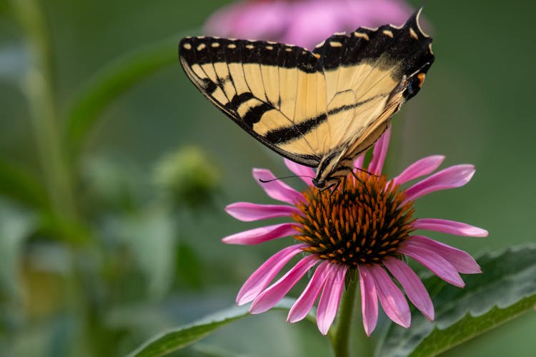 Tiger Swallowtail Butterfly On Flower