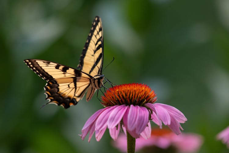 Tiger Swallowtail Butterfly On Flower