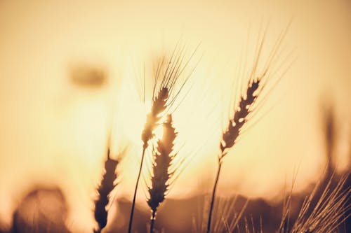 Wheat on Field Against Sunlight