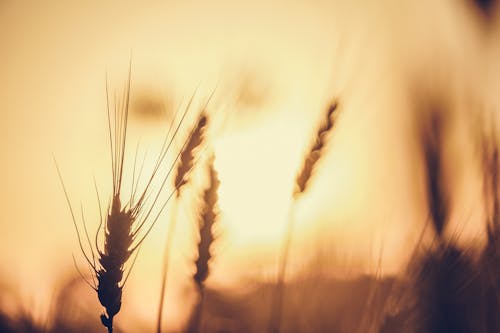 小麥, 日落, 特寫 的 免費圖庫相片