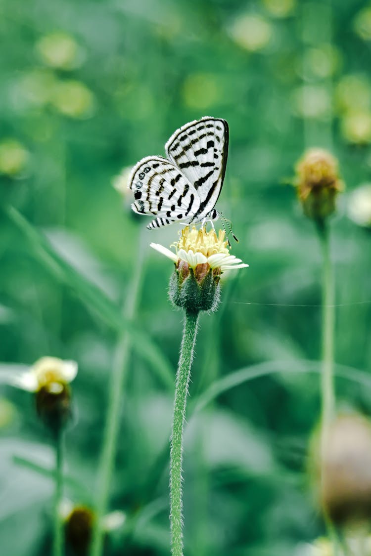 Butterfly On Flower