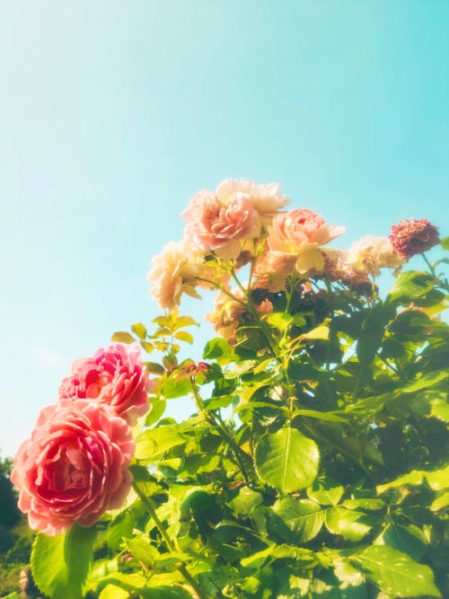 คลังภาพถ่ายฟรี ของ การจัดดอกไม้, ความมินิมอล, ดอกกุหลาบบาน