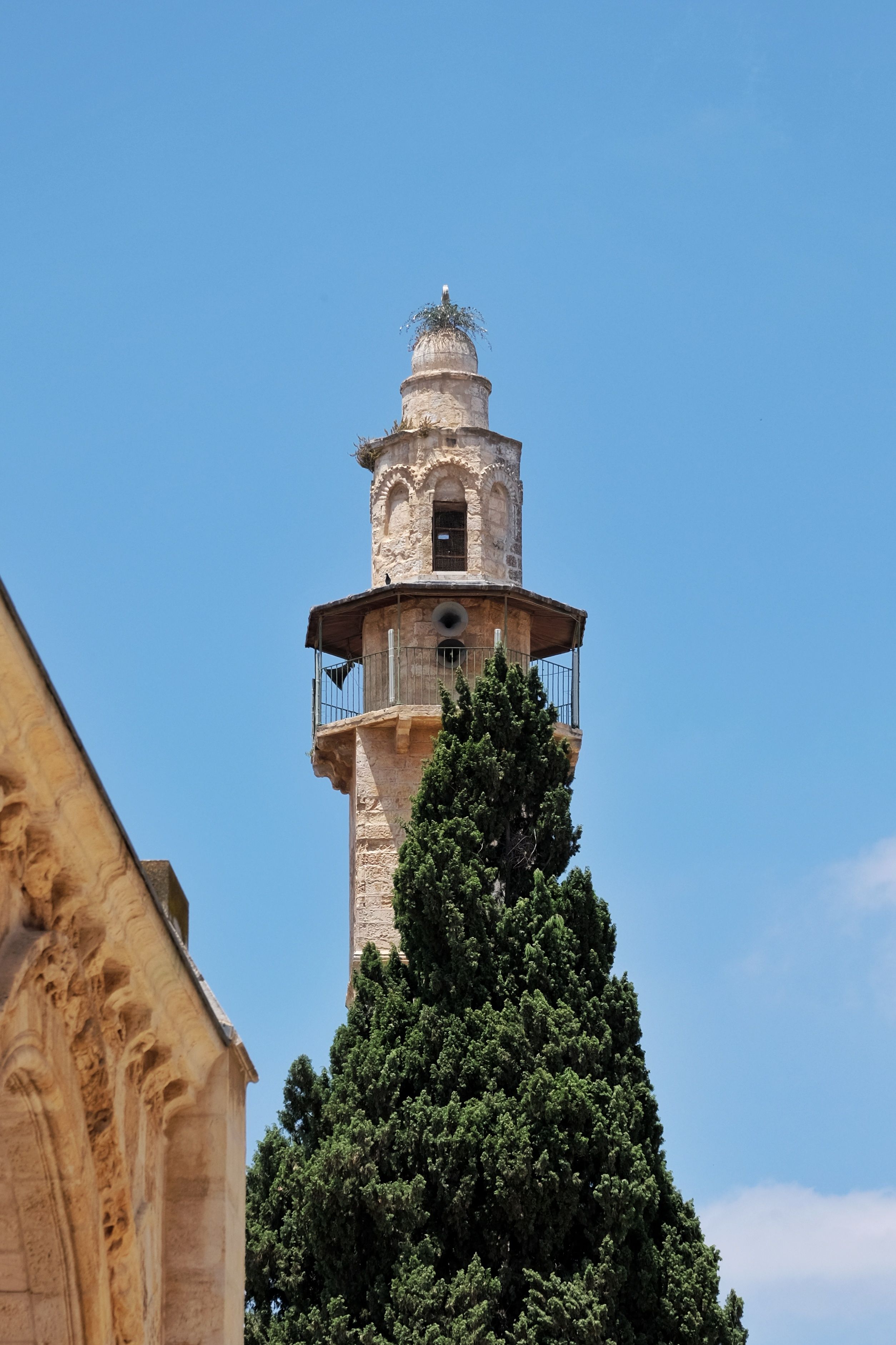 Swifts flying above Jerusalem’s ancient architecture