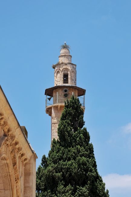 Swifts flying above Jerusalem’s ancient architecture
