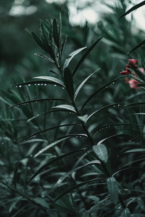 Droplets on Leaves of Plant