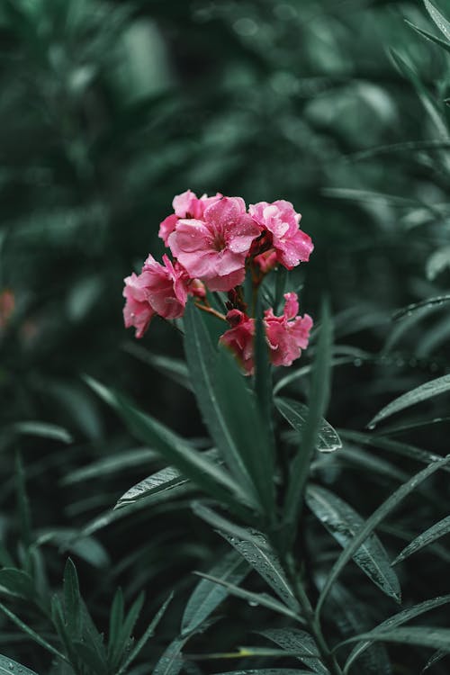 Gratis lagerfoto af blade, blomst, frisk