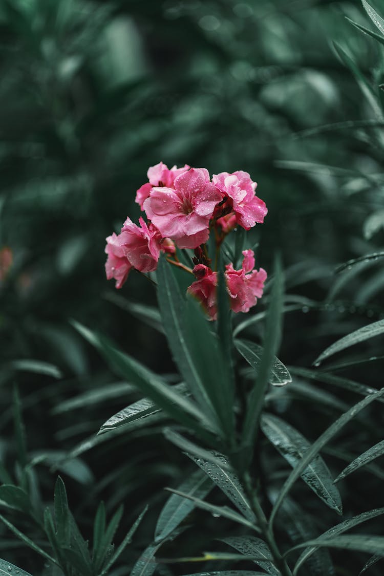 Close Up Of Pink Flower