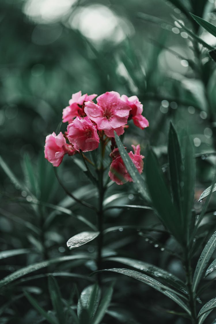 Blooming Small Pink Flowers In The Rain