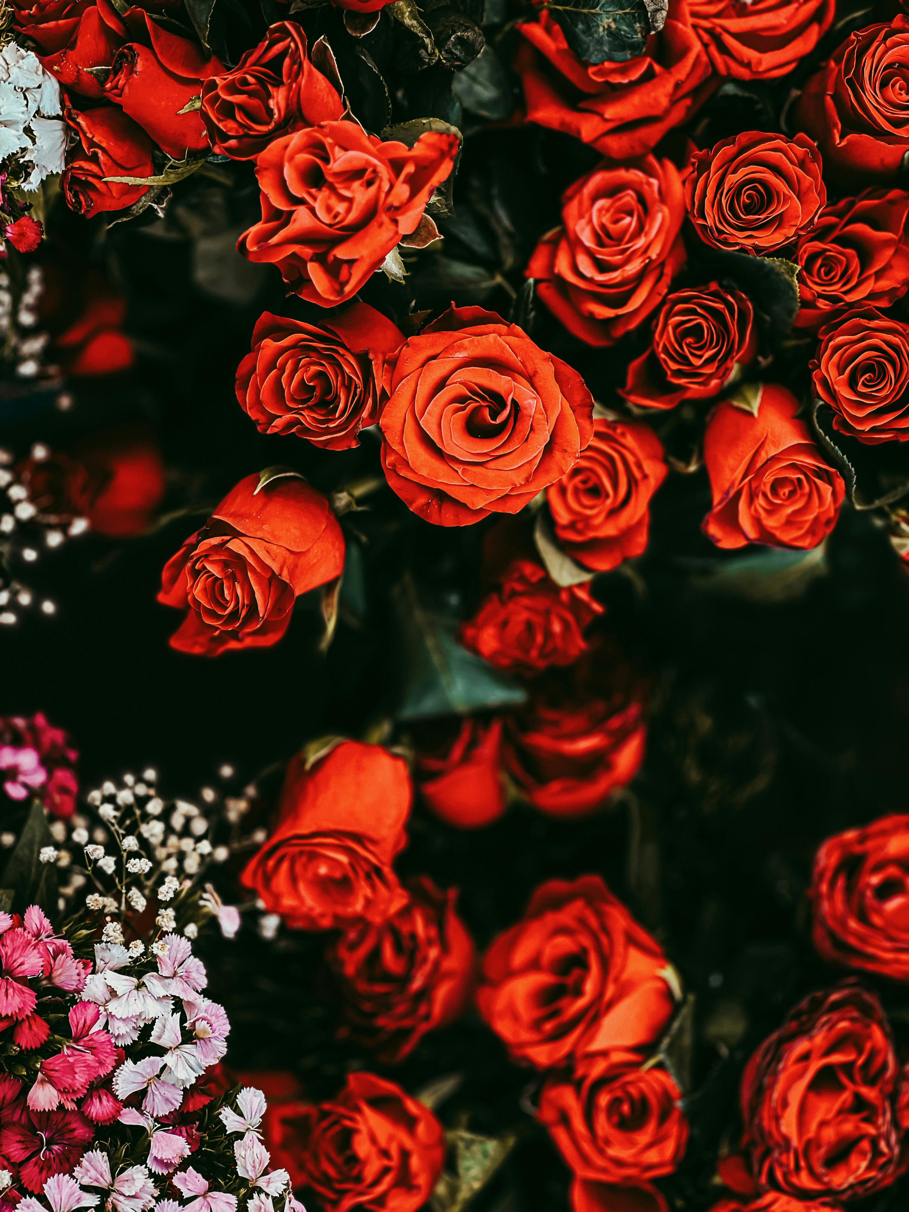 Elegant arrangement of vibrant red roses, symbolizing romance and passion, set against lush green leaves.