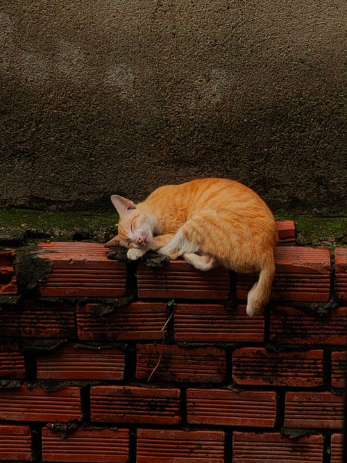 Free A peaceful ginger cat sleeping on a red brick wall, creating a cozy and serene scene. Stock Photo