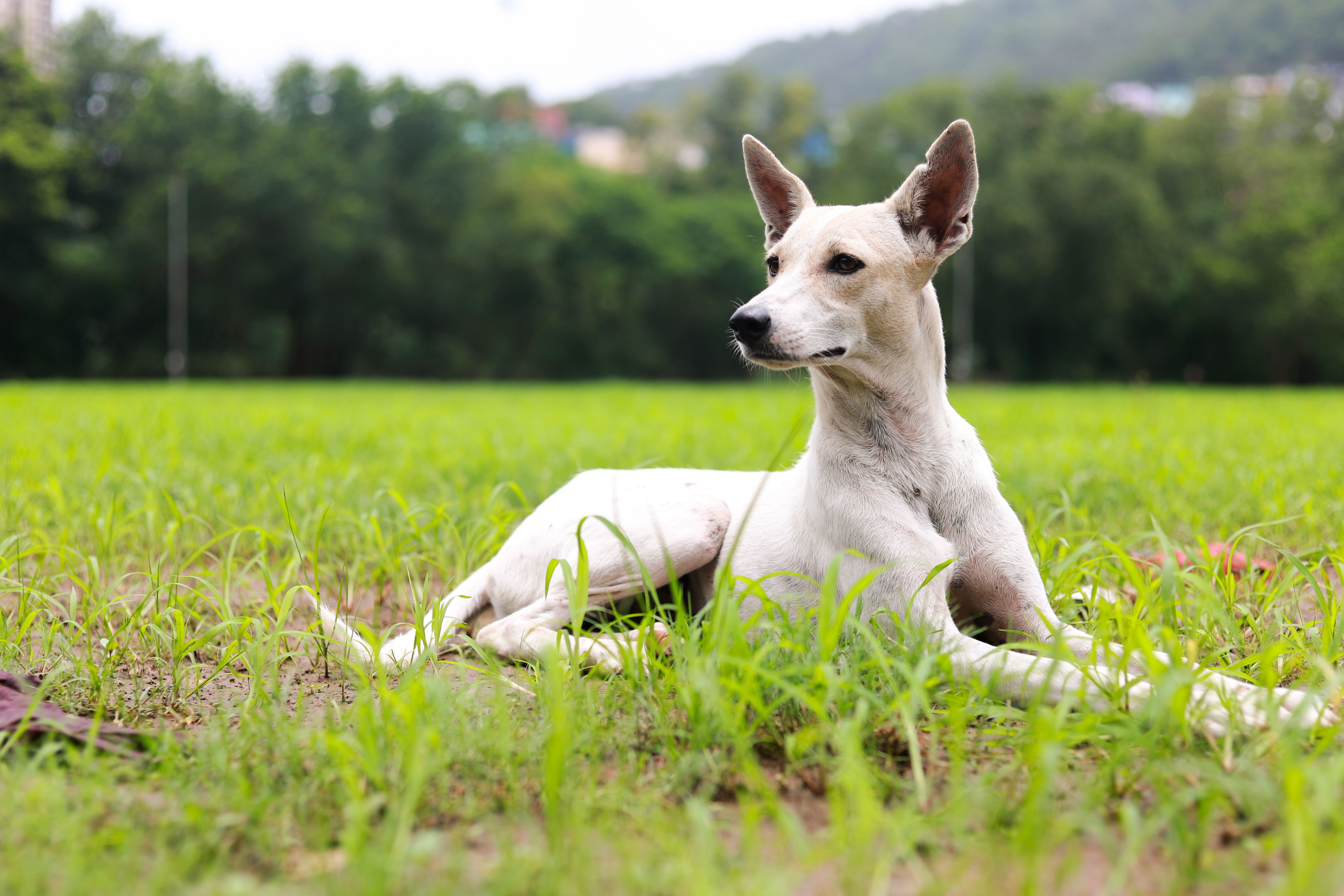 Dog 4k Wallpaper Photos, Download The BEST Free Dog 4k Wallpaper Stock