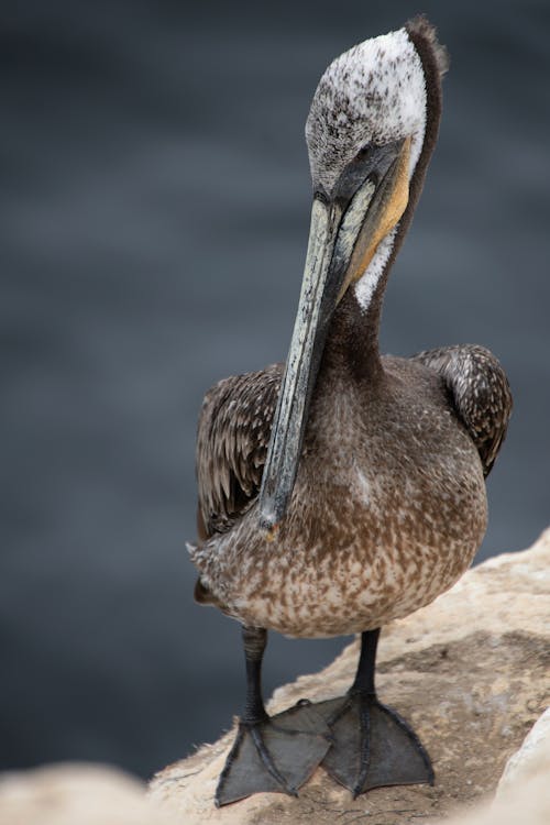 Fotobanka s bezplatnými fotkami na tému fotografie zvierat žijúcich vo voľnej prírode, hnedý pelikán, pelecanus occidentalis