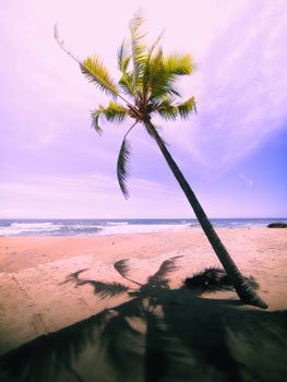 A serene tropical beach scene with a lone palm tree casting a shadow on the sand, against the backdrop of ocean waves and a bright sky.