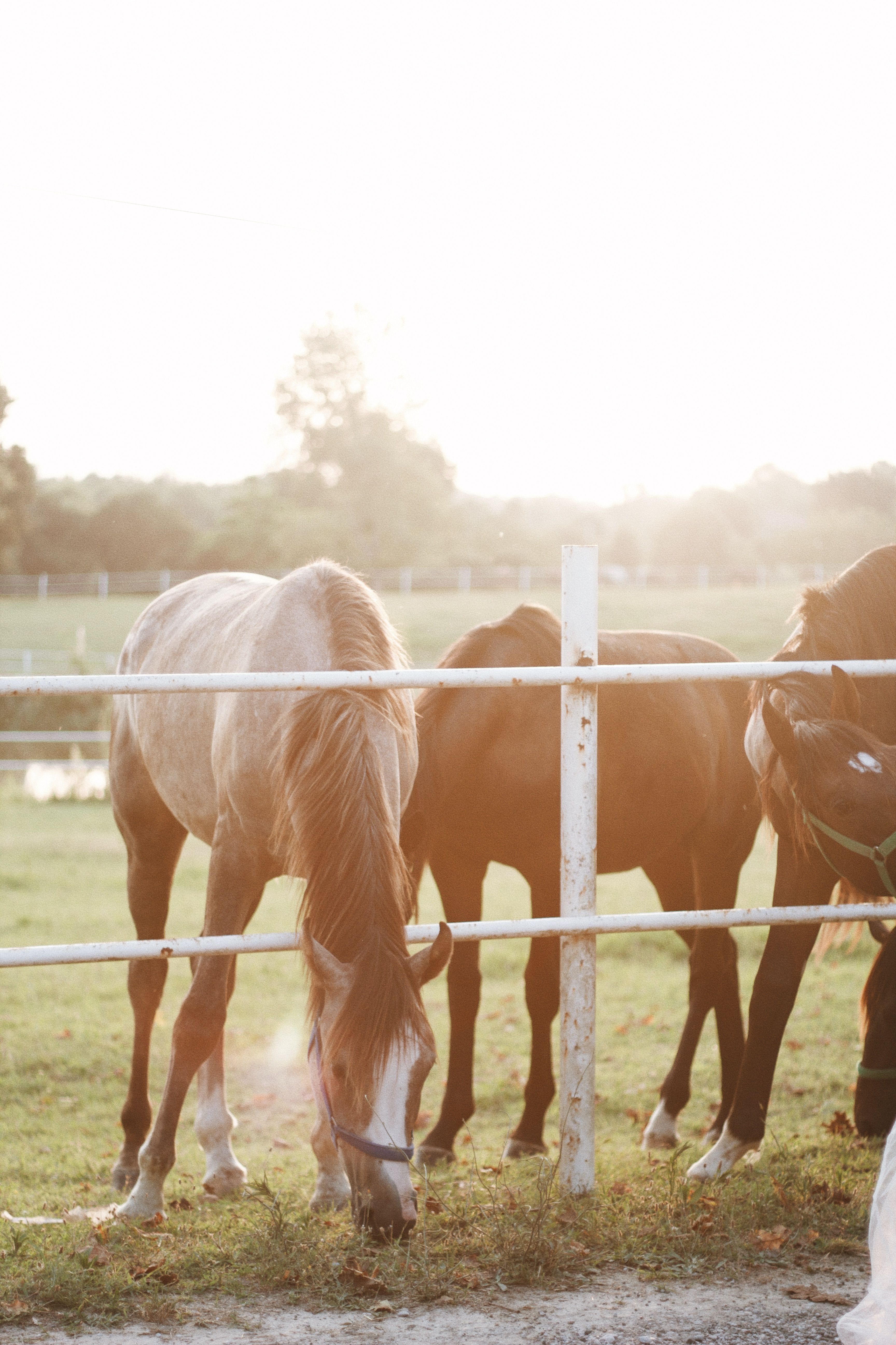 Mitra's Ranch
