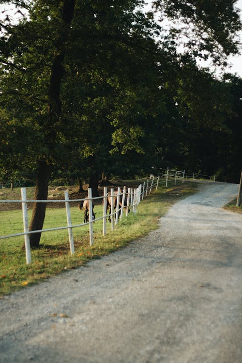 Fence near Dirt Road in Countryside