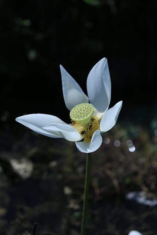 Imagine de stoc gratuită din alb, floare, natură