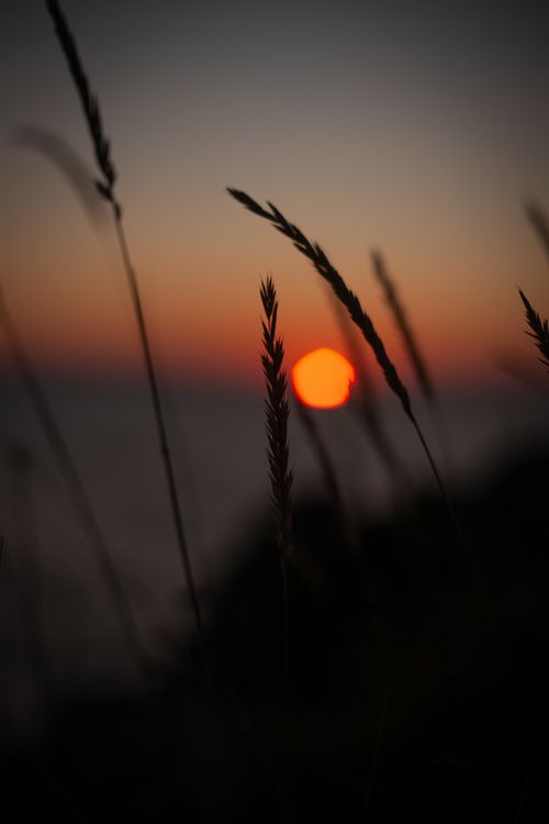 Free Silhouetted grasses against a vibrant sunset, creating a serene and dramatic scene. Stock Photo