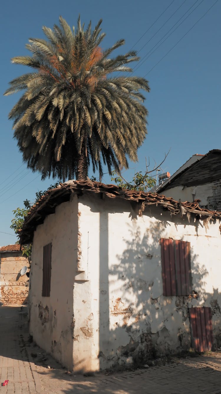 Palm Tree Over White Building