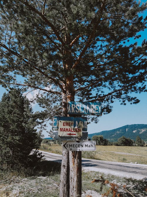 Tree by the Road with Signs Indicating Directions