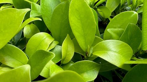 green leaves plant in outdoor daylight