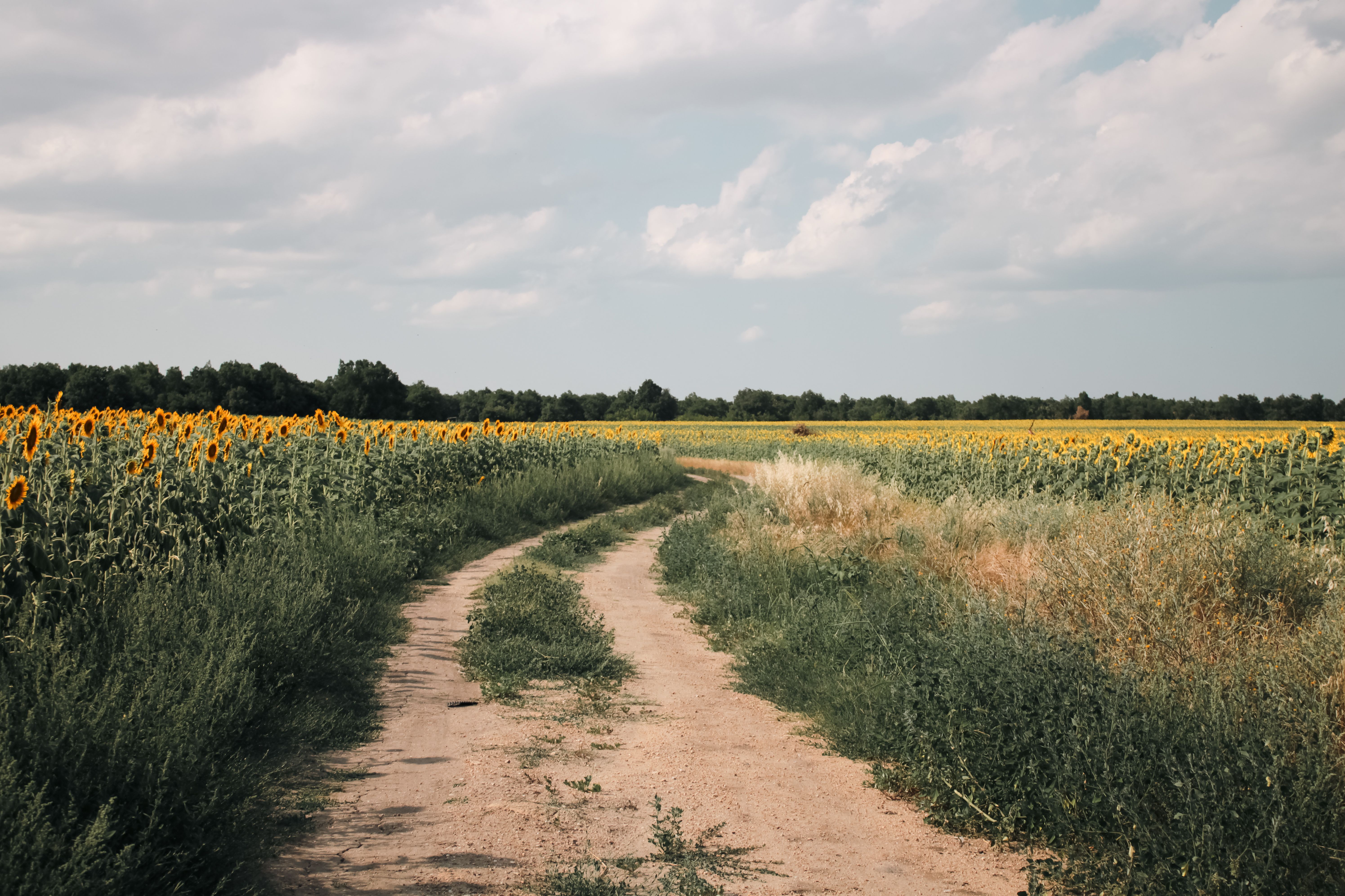 A sunlit dirt road winding between vast fields of blooming sunflowers under a cloudy sky.