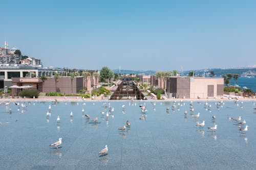 Seagulls on Roof in Town